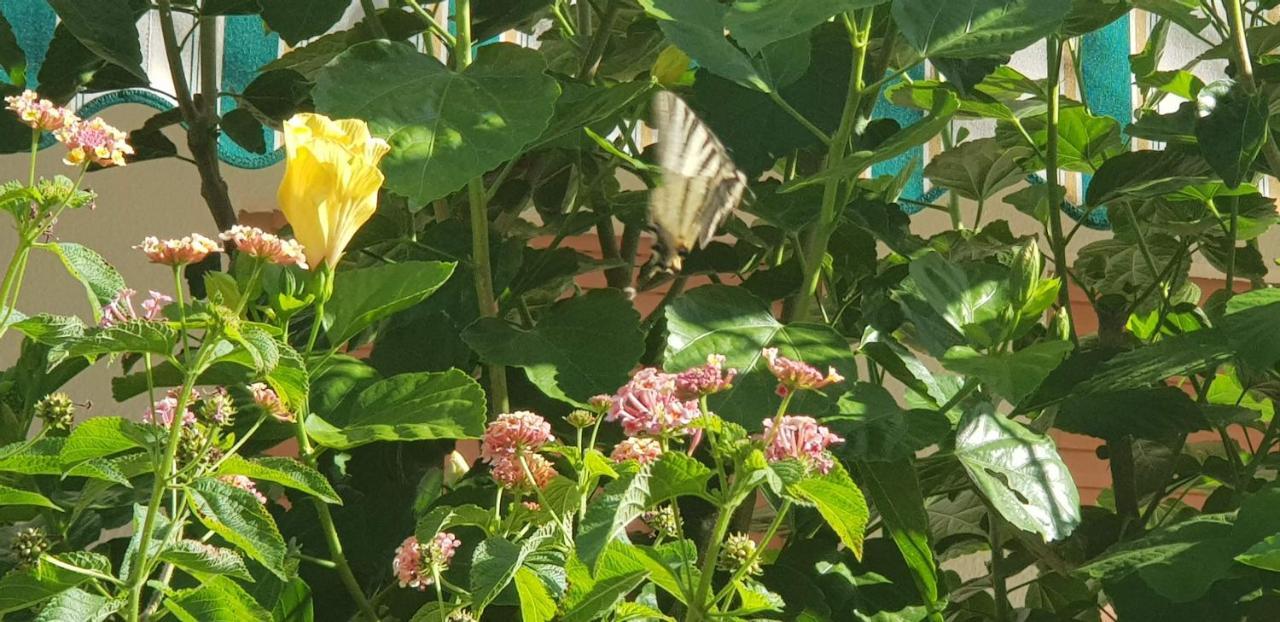 Appartamento Con Giardino Sul Mare Gallipoli Eksteriør billede